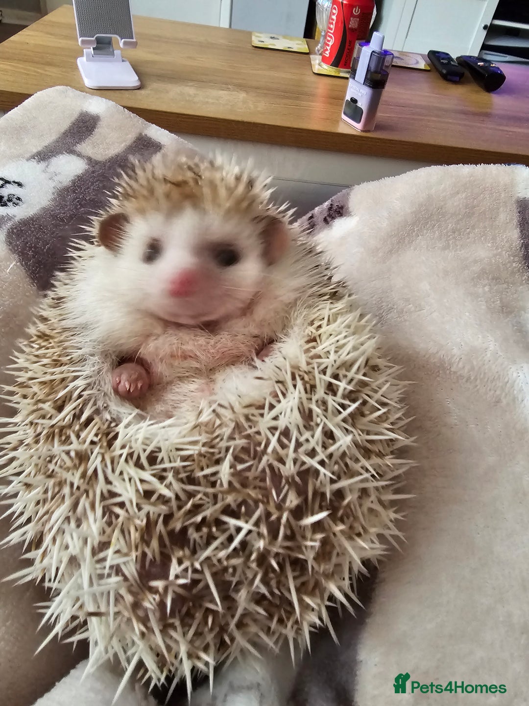 Pygmy Hedgehog rodents for sale: Hedgehog- Mr prickles  - Image 6