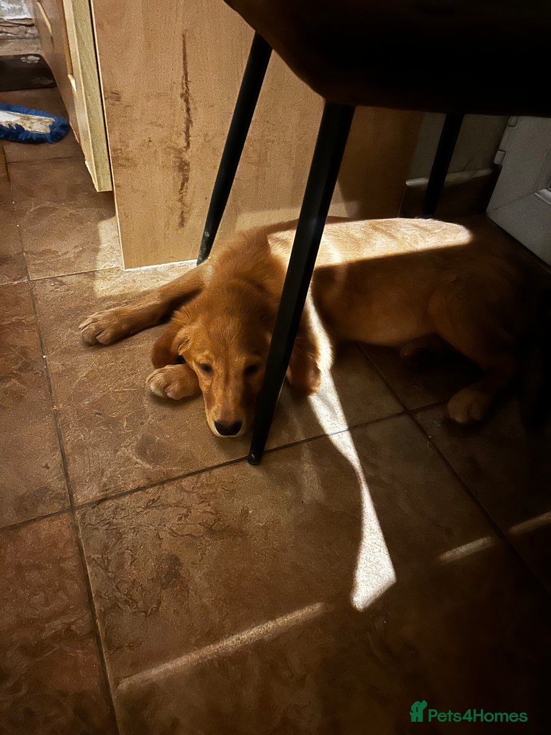 Golden Retriever dogs for sale: Trained Golden Retriever for sale  - Advert 4