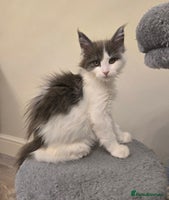 Maine Coon cats - Advert 16