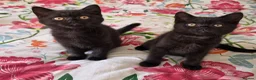 British Shorthair cats for sale: British shorthair kittens - Advert 16