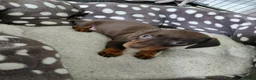 Miniature Dachshund dogs for sale: Miniature dachshund puppies  - Advert 4