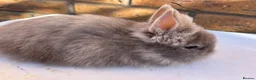 Lionhead rabbits for sale: 🐰 Full Double Main Lionhead Bunnies 🐰  - Advert 8