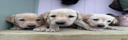 Labrador Retriever dogs for sale: Wonderful Labrador Pups in Stourbridge - Advert 3