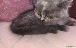 British Shorthair cats for sale: British blue short hair female last one - Image 2
