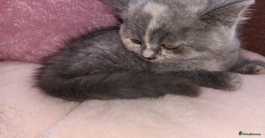 British Shorthair cats - Advert 12