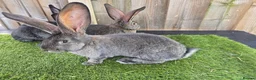 Continental Giant rabbits for sale: Continental Giants  - Advert 6