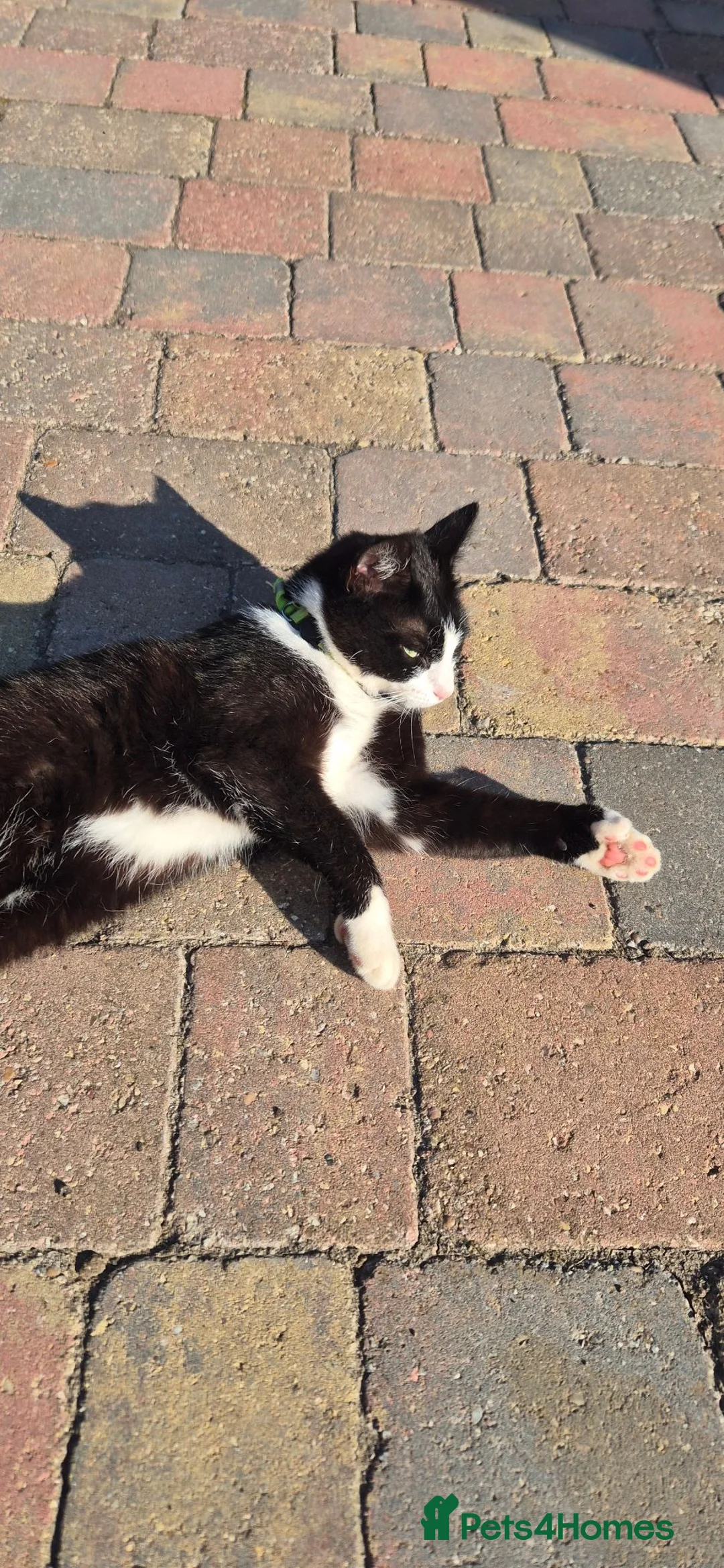 Mixed Breed cats for sale: Female neutered cat  - Advert 2