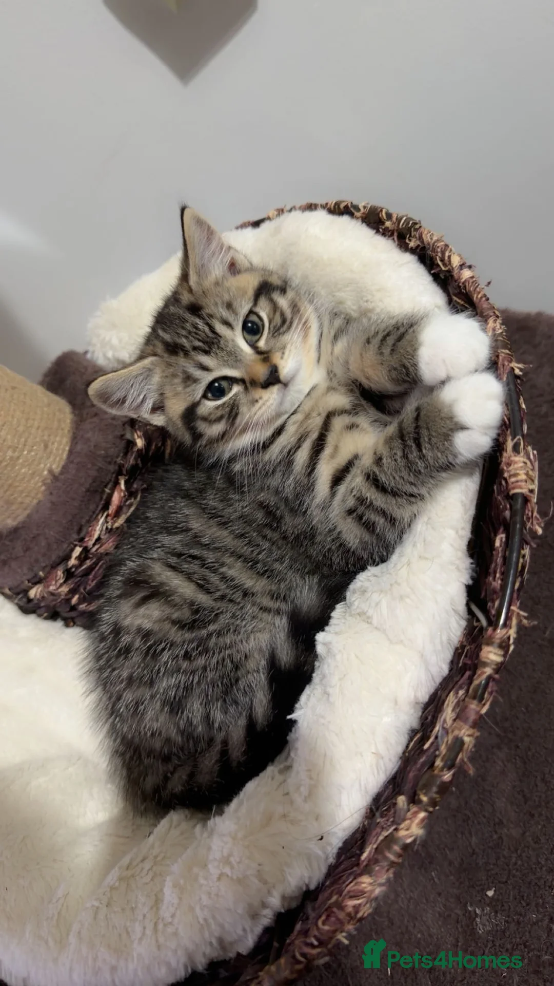 British Shorthair cats for sale: Kitten  - Advert 10