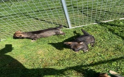German Shepherd dogs for sale: German Shepherd Pups  - Image 6