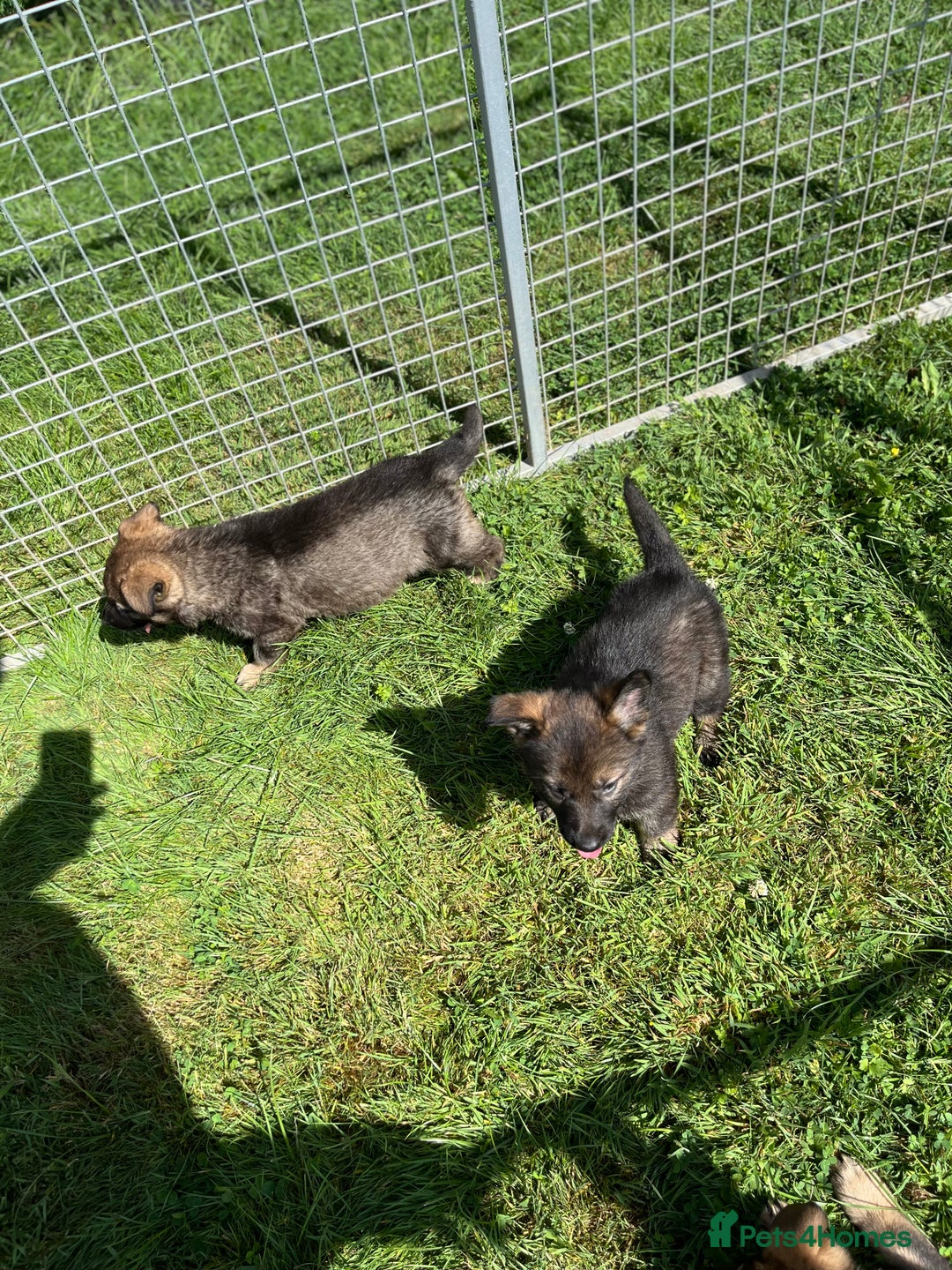 German Shepherd dogs for sale: German Shepherd Pups  - Image 6