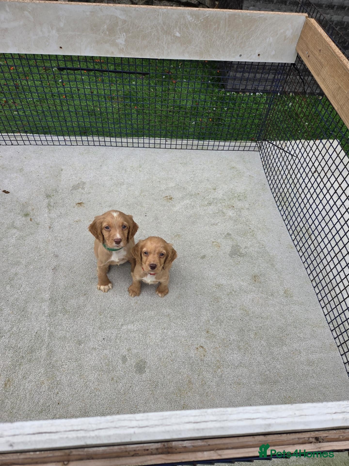 Cocker Spaniel dogs Two red boys left! Working Cocker Spaniel pups - Advert 16