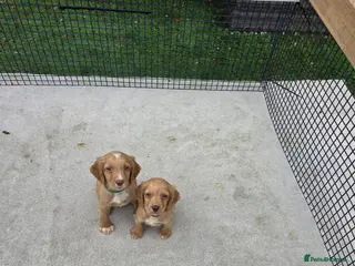Cocker Spaniel dogs Two red boys left! Working Cocker Spaniel pups - Advert 16