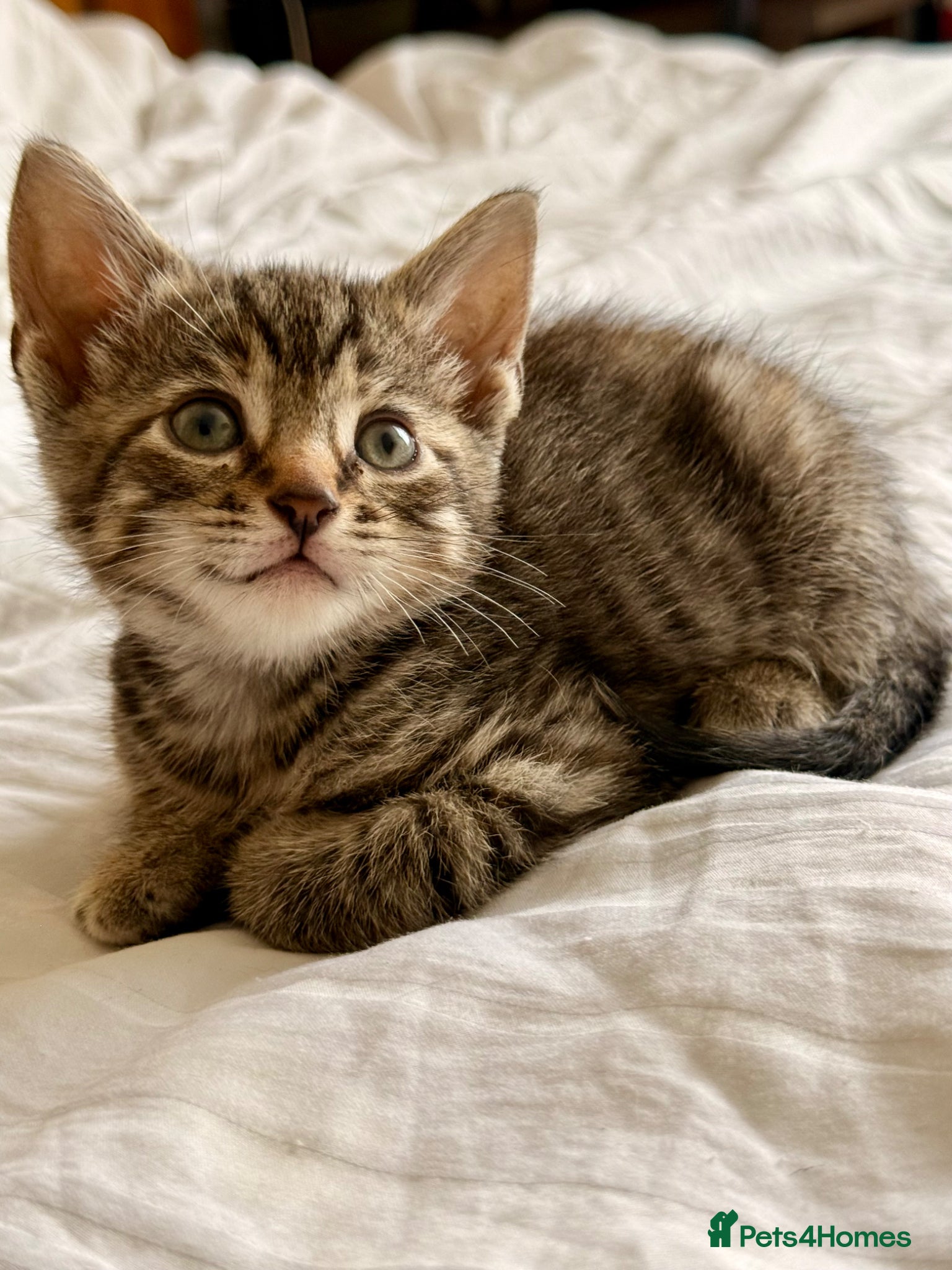 Mixed Breed cats Loving Kittens Looking for Their Forever Homes - Advert 1