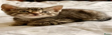 Mixed Breed Kitten 7
