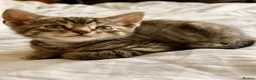 Mixed Breed cats for sale: Loving Kittens Looking for Their Forever Homes - Advert 3