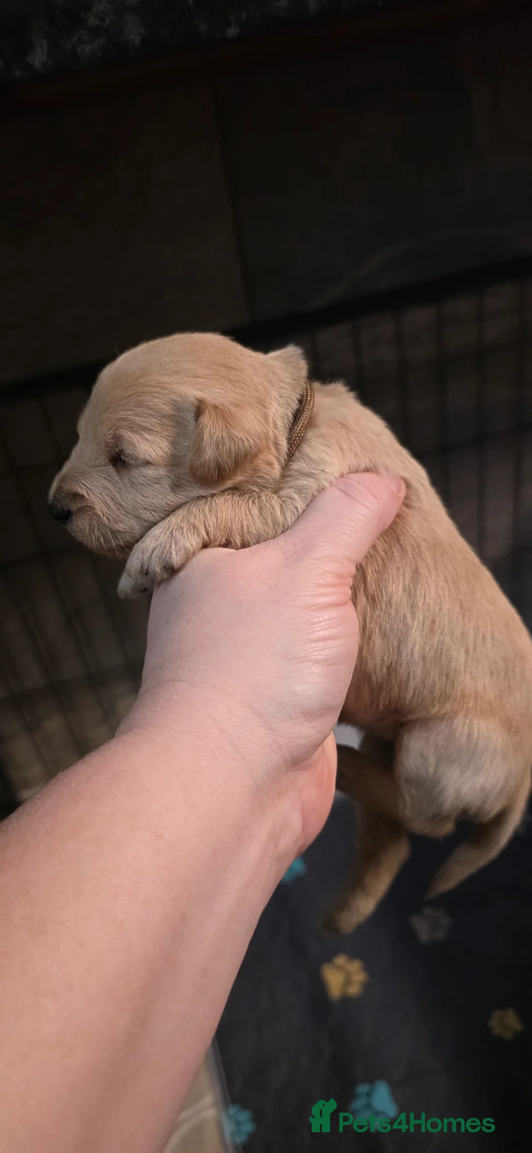 Schnoodle dogs for sale: Beautiful Schnoodles  - Advert 2