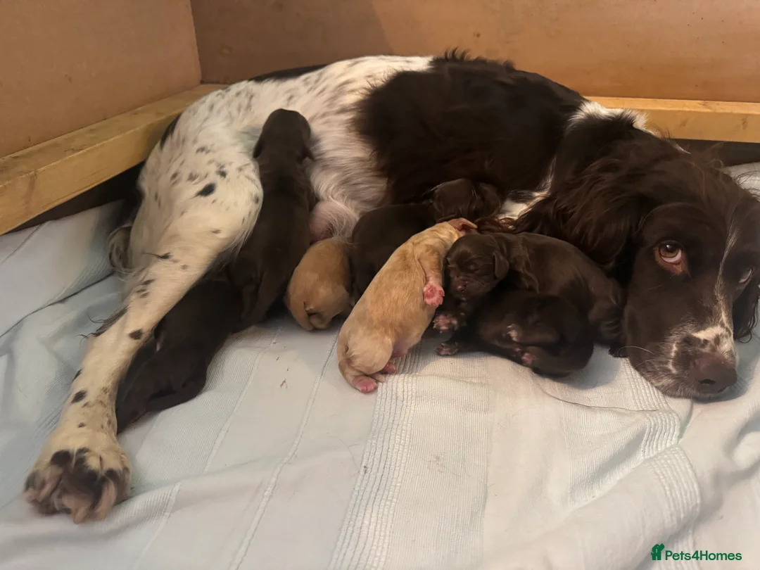 Sprocker dogs for sale: A beautiful litter docked Sprocker Spaniel puppies - Advert 16