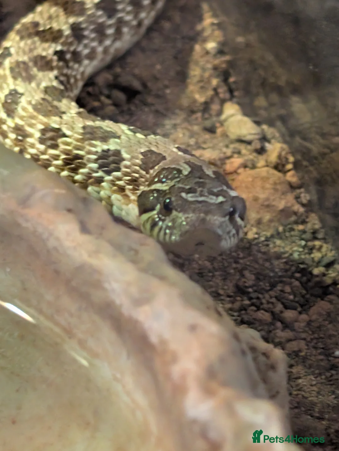 Snake reptiles for sale: Western hognose snake and equipment in Bournemouth - Advert 1