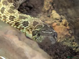 Snake reptiles Western hognose snake and equipment - Advert 5