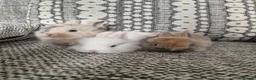 Mixed Breed rabbits for sale: Lion head mixed breed bunnies - Advert 3
