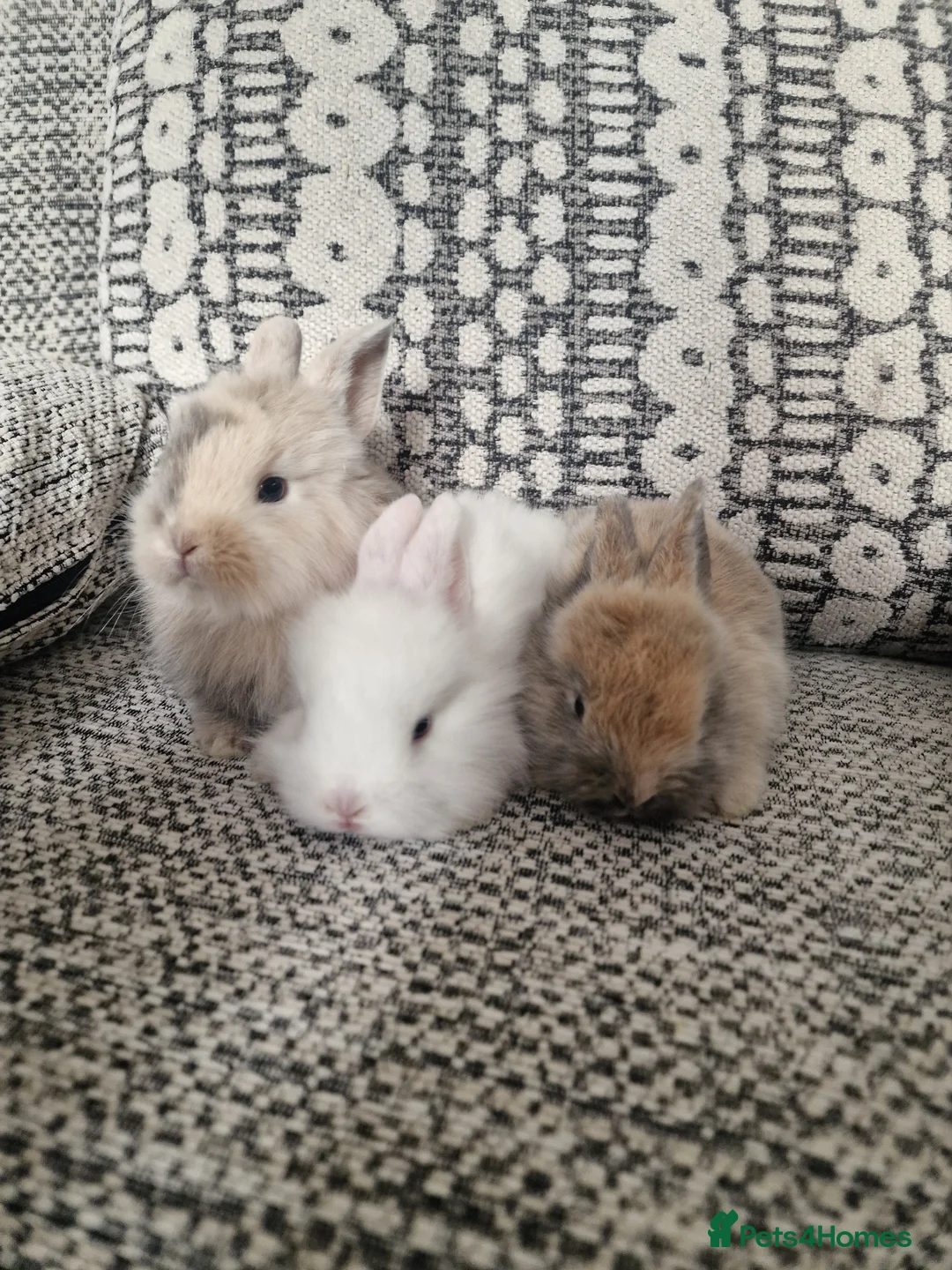 Mixed Breed rabbits for sale: Lion head mixed breed bunnies - Advert 3