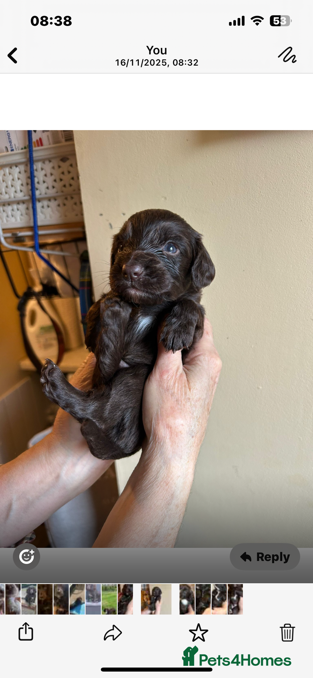 Cocker Spaniel dogs for sale: English Working Cocker Spaniel - Advert 14