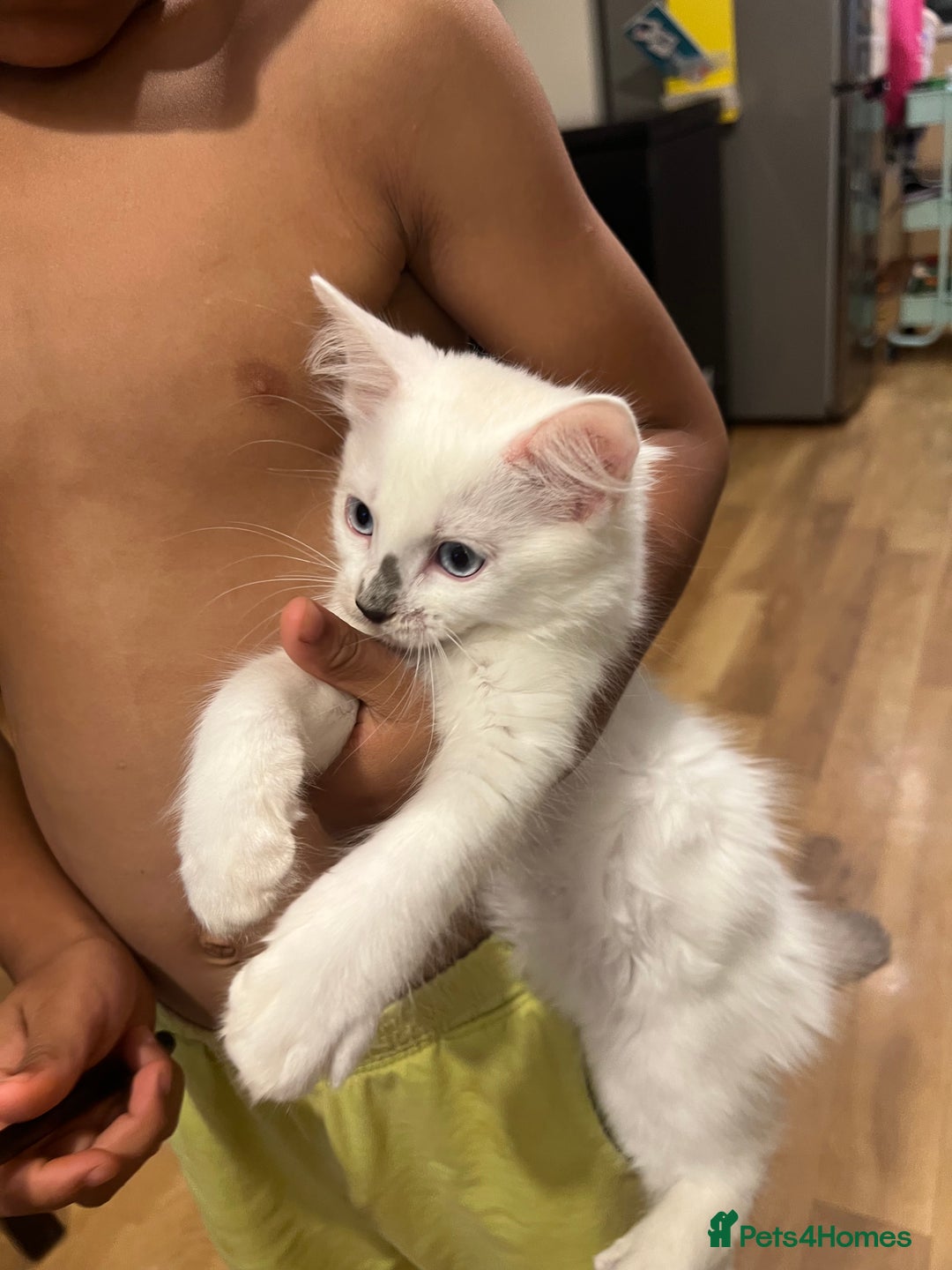 Ragdoll cats for sale: Last few Ragdoll Kittens—price reduced  - Image 18