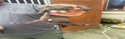 Ferret rodents for sale: Soild black crossed with pole cat breed  - Advert 6