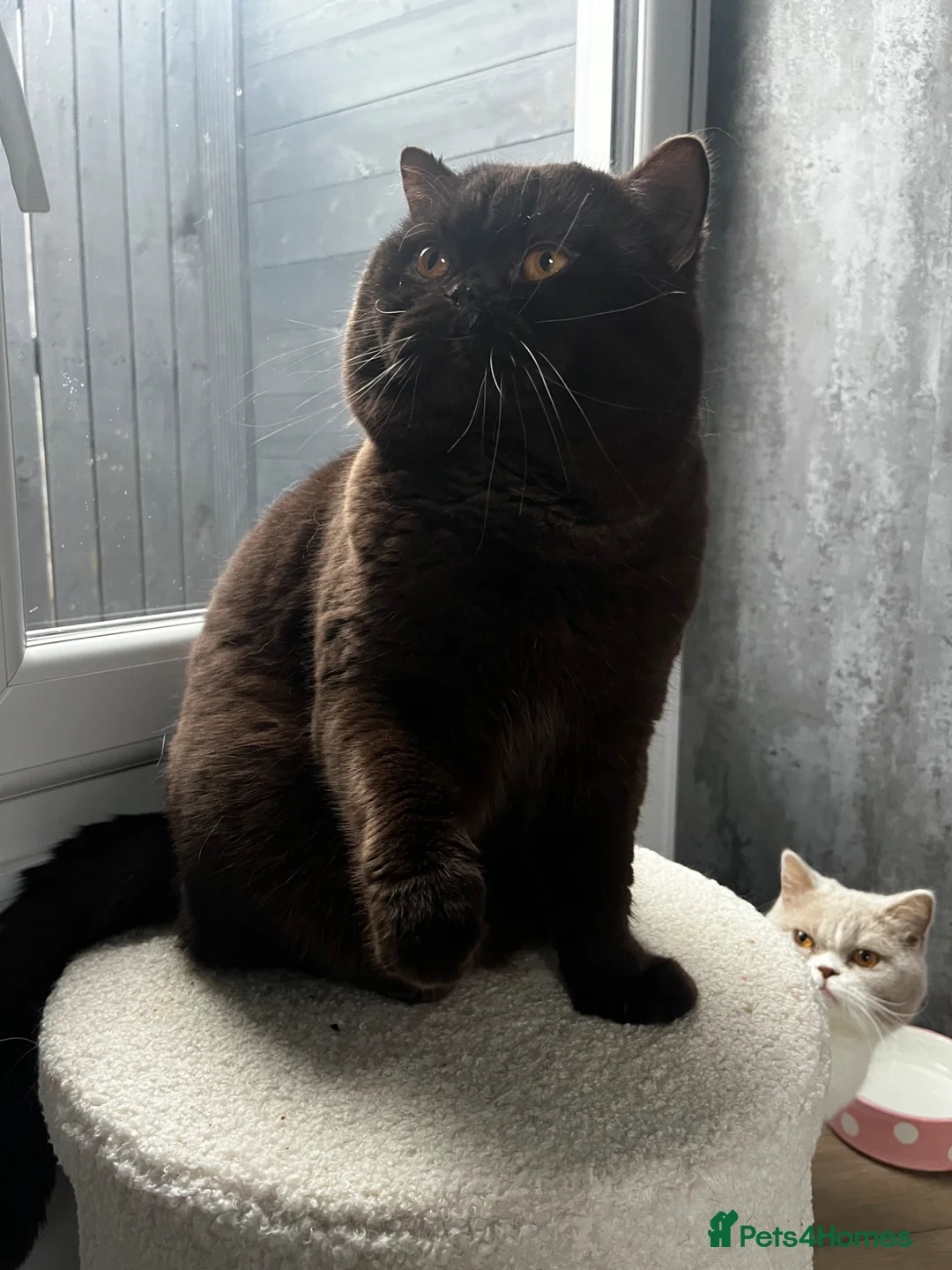 Brazilian Shorthair cats for stud: Chocolate British shorthair stud  - Advert 2