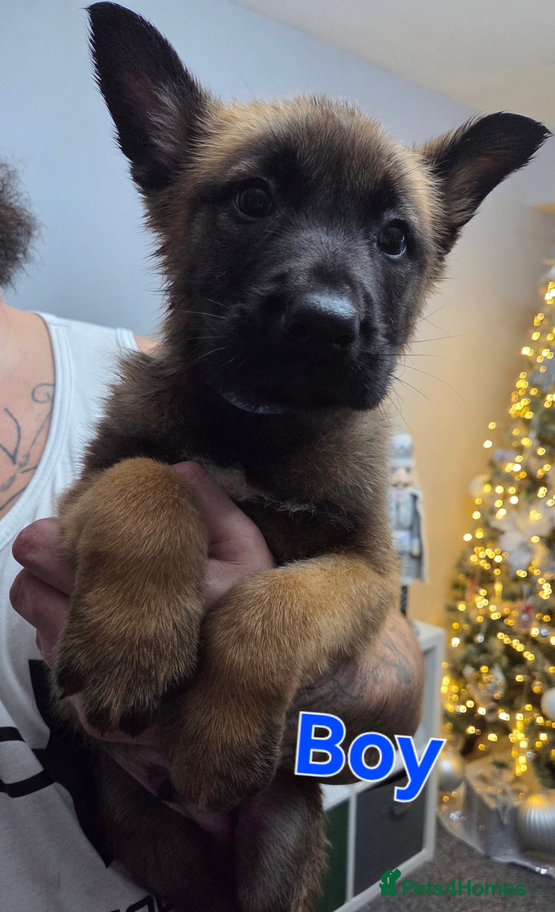 Belgian Shepherd Dog dogs for sale: Belgian malinois - Advert 21