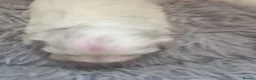 Maltese dogs for sale: Maltese puppy (girl) in Northolt - Advert 9