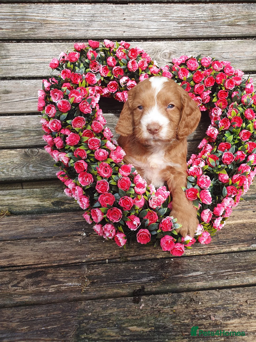 Cockapoo dogs for sale: cockapoo puppies f1 in Ayr - Advert 1
