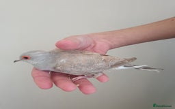 Doves birds for sale: 2 Diamond Doves for Sale - Image 5