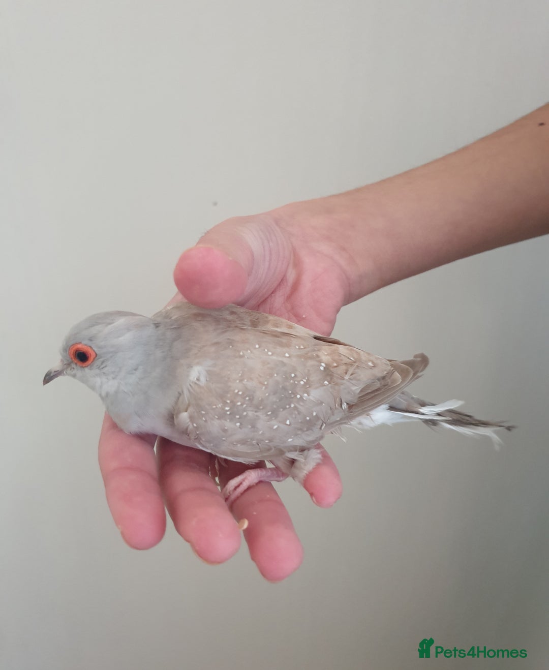 Doves birds for sale: 2 Diamond Doves for Sale - Image 5