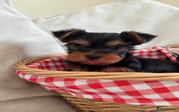 Yorkshire Terrier dogs for sale: Last Mini Yorkshire terrier boy  - Image 1