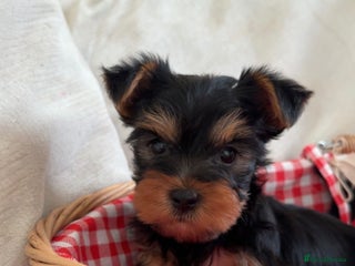 Yorkshire Terrier dogs for sale - Advert 1