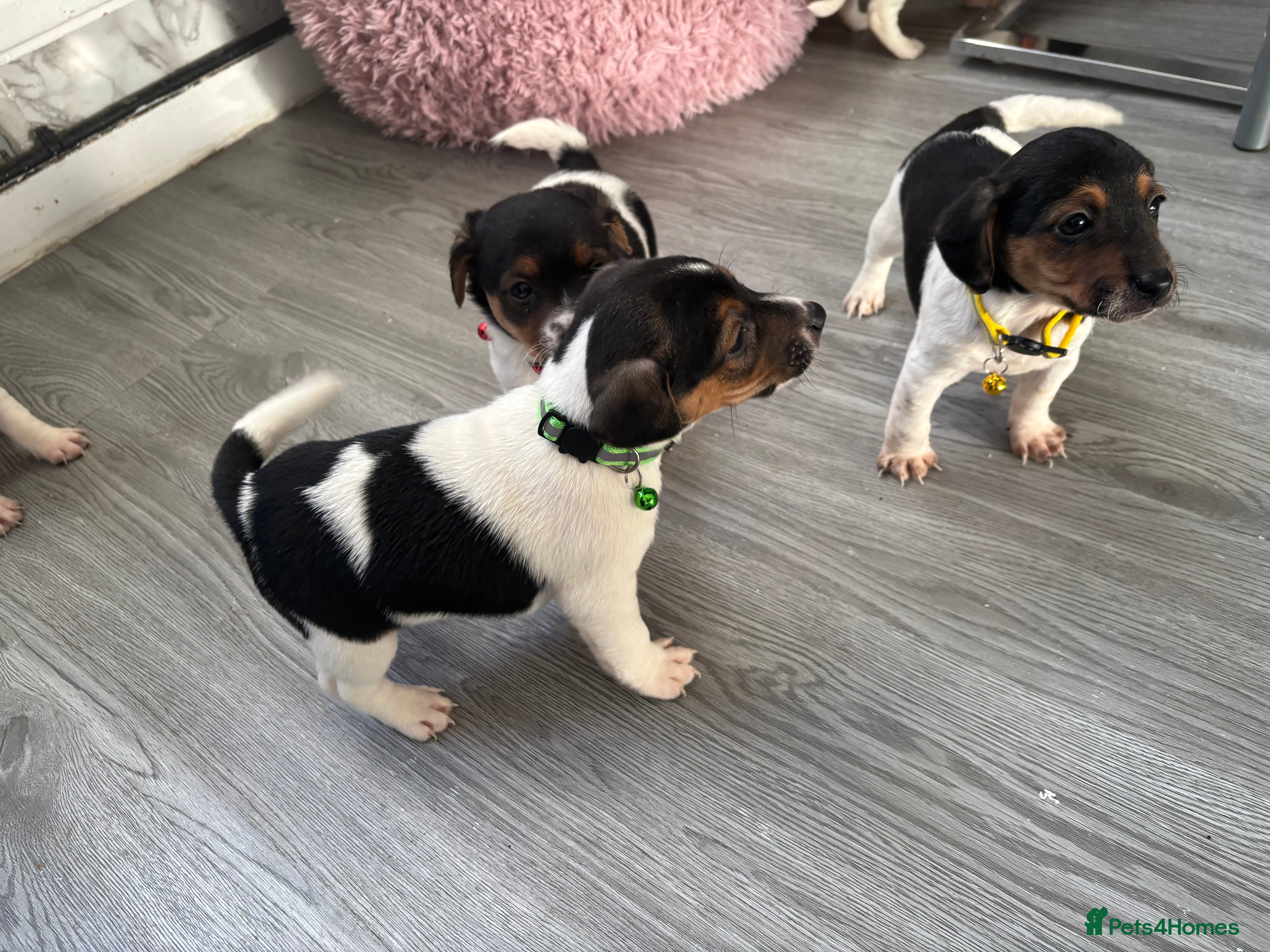 Jack Russell dogs 5 traditional Jack Russell puppys  - Advert 2