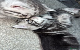 British Shorthair cats for sale: 4 beautiful tabby british shorthair kittens - Advert 17