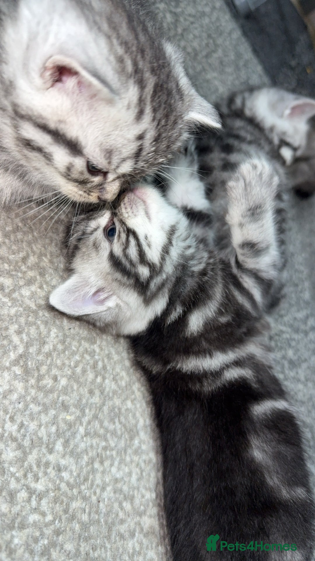 British Shorthair cats for sale: 4 beautiful tabby british shorthair kittens - Advert 17