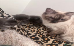 Ragdoll cats for sale: Beautiful Persia dolls  - Image 12