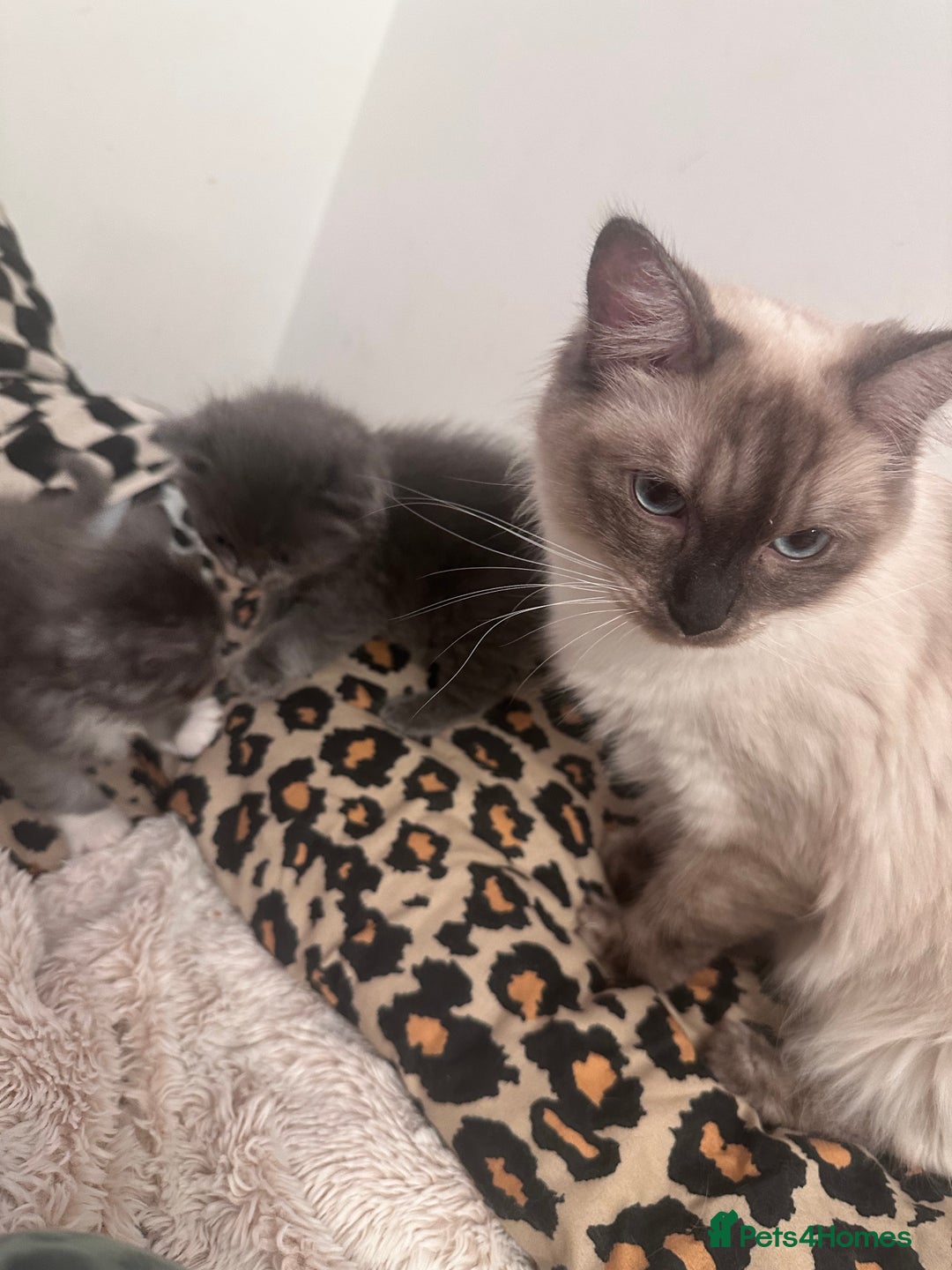Ragdoll cats for sale: Beautiful Persia dolls  - Image 12