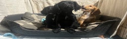 Cocker Spaniel dogs for sale: Working Cockerspaniel Pups  - Advert 2