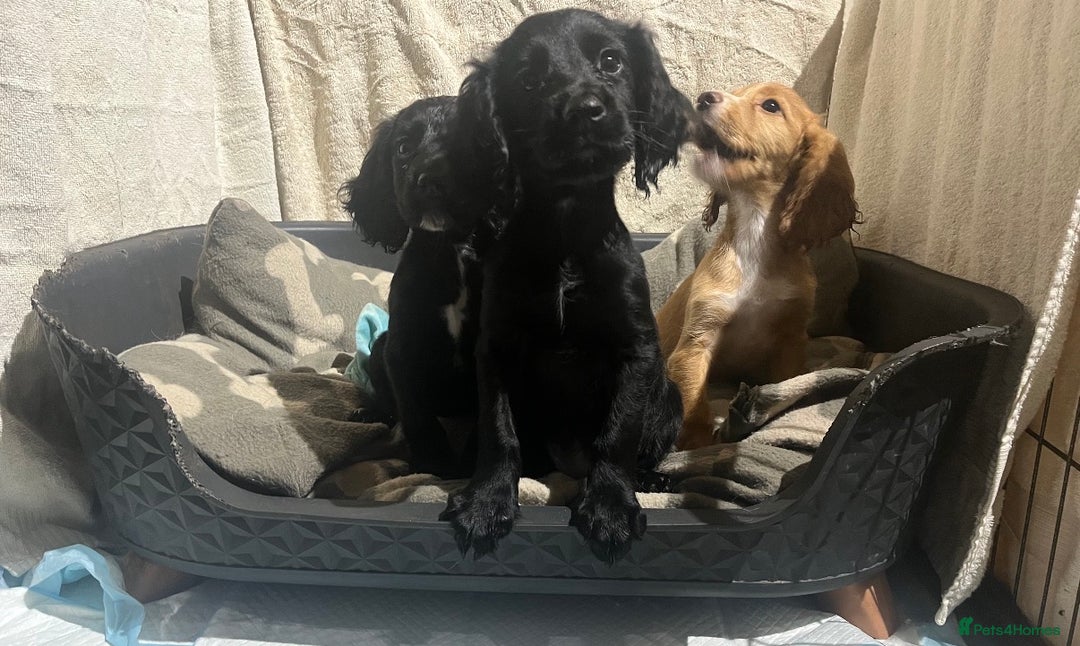 Cocker Spaniel dogs for sale: Working Cockerspaniel Pups  - Advert 2