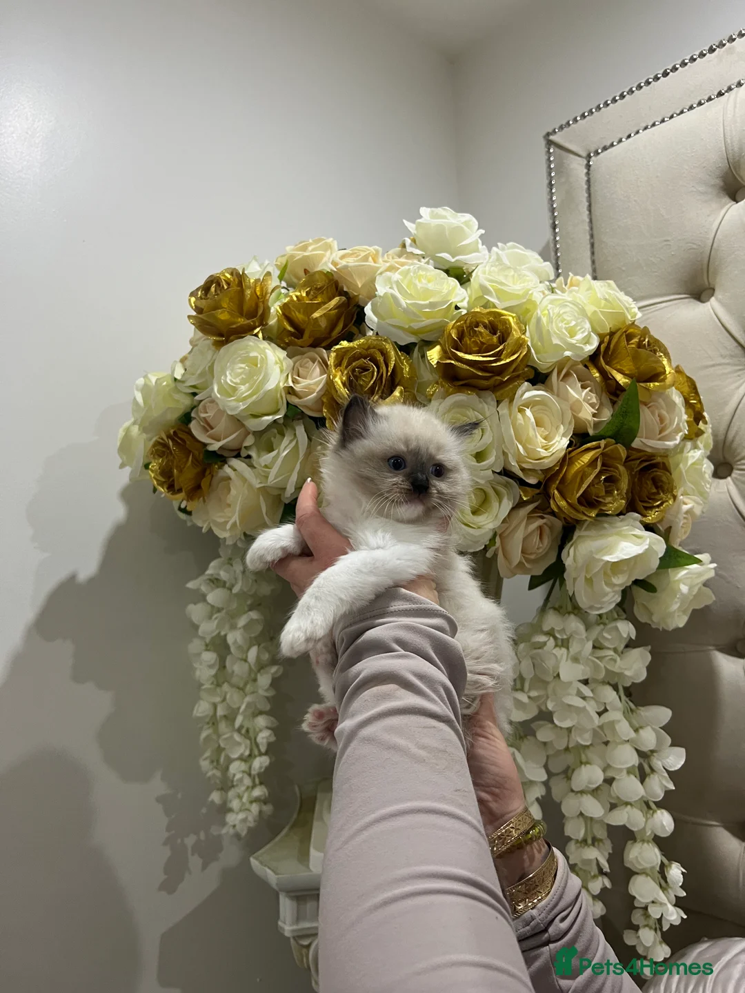 Ragdoll cats for sale: Reserved…Waiting list available - Advert 9