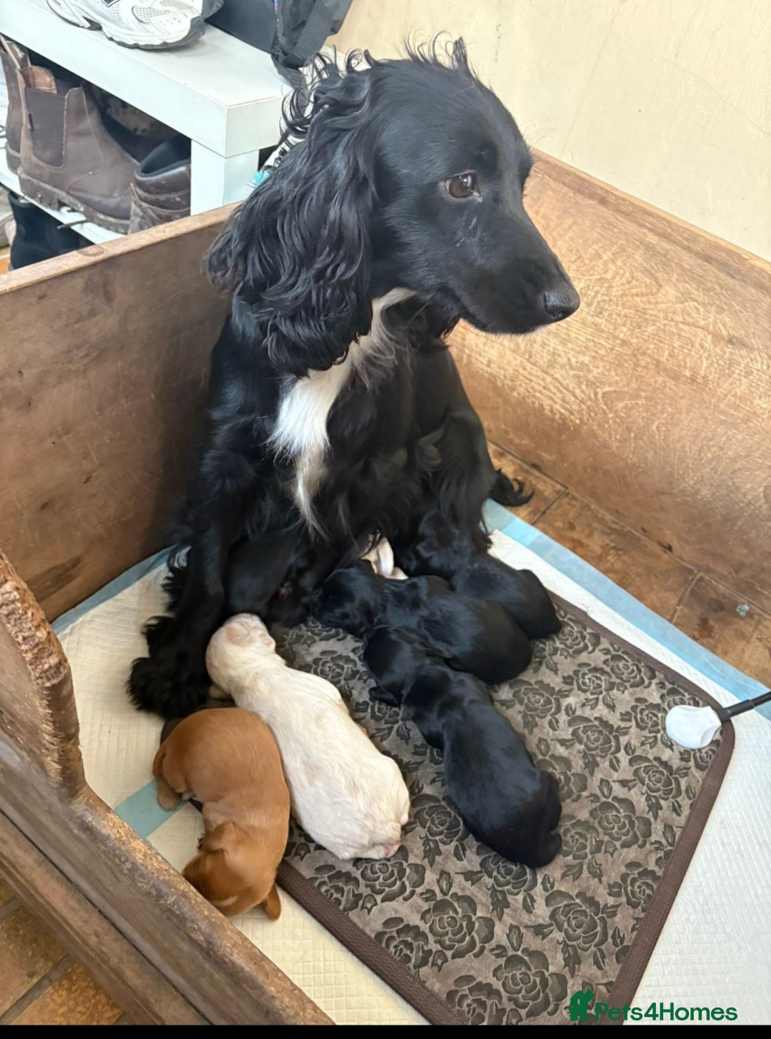 Sprocker dogs for sale: Sprocker pups forsale  - Image 3