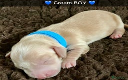 Miniature Dachshund dogs for sale: ⭐️CREAM LONG HAIRED KC/PRA CLR MINI DACHSHUNDS⭐️ - Image 8
