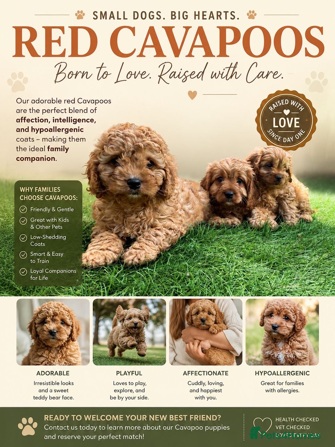 Cavapoo dogs Stunning deep red cavapoos  - Advert 17