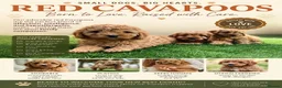Cavapoo dogs for sale: Stunning deep red cavapoos  - Advert 6