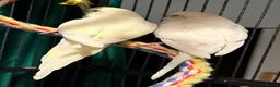 Budgerigars birds for sale: young  budgies available  Wa7  area   - Advert 17