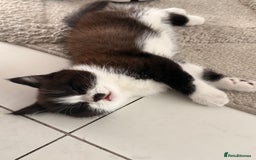 Persian cats for sale: Half Persian male  - Image 7